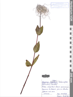 VOR 0041464