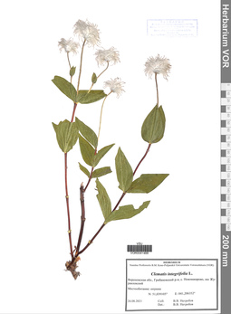 VOR 0041488