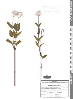 VOR 0041489