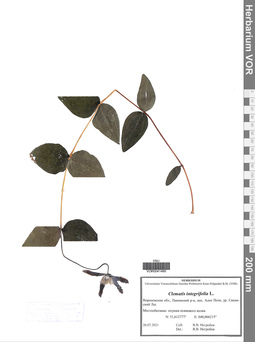 VOR 0041490
