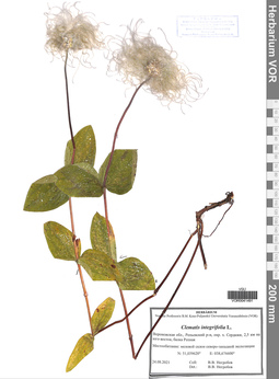 VOR 0041491