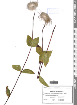 VOR 0041494