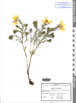 VOR 0041497