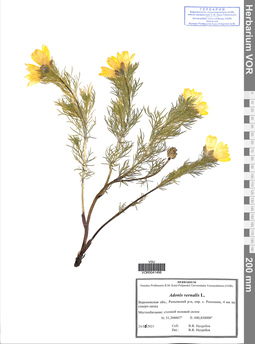 VOR 0041498