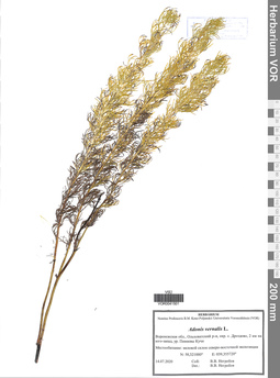 VOR 0041501