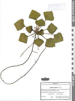 VOR 0041506
