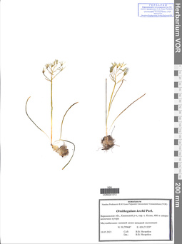 VOR 0041513