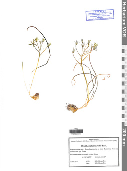 VOR 0041514