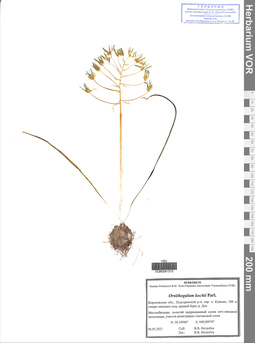 VOR 0041515