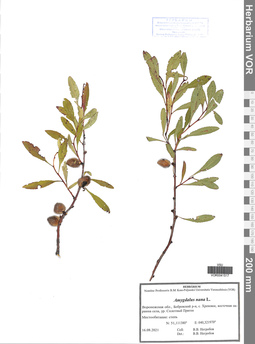 VOR 0041517