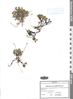 VOR 0041521