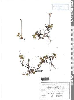 VOR 0041523