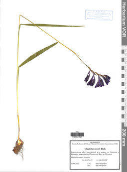 VOR 0041527