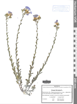 VOR 0041528