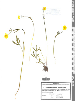 VOR 0041704