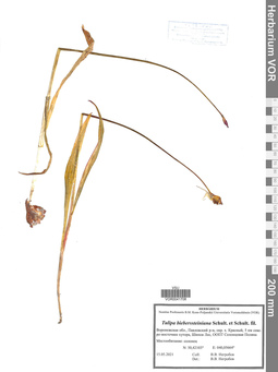 VOR 0041708