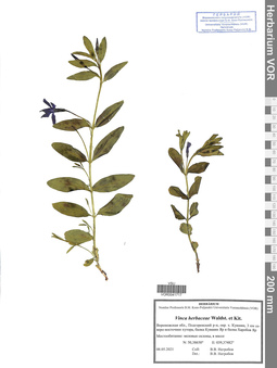 VOR 0041717