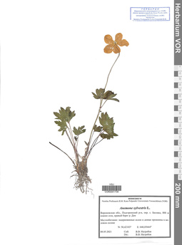 VOR 0041739