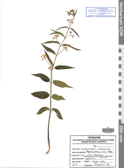 VOR 0040054