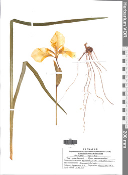 VOR 0040382
