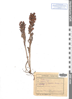 VOR 0019251