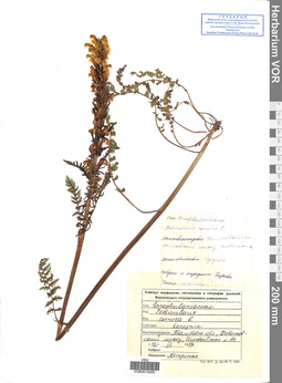 VOR 0019260