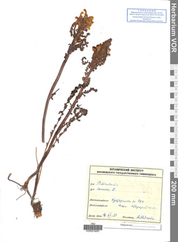 VOR 0019261