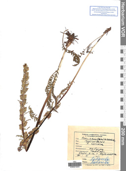 VOR 0019263