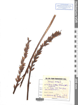 VOR 0021411