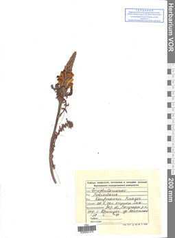 VOR 0021415