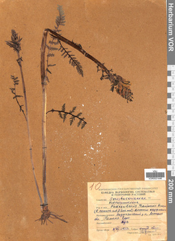 VOR 0021446