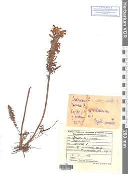 VOR 0021448