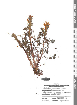 VOR 0040743