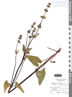 VOR 0040453