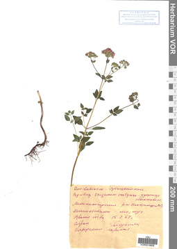 VOR 00198026
