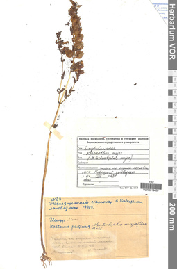 VOR 0019469