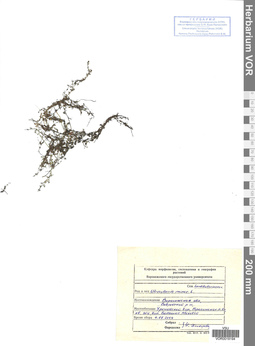 VOR 0019194