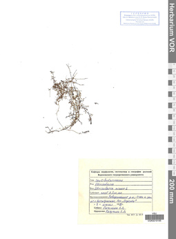 VOR 0019195