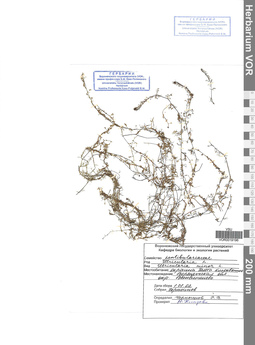 VOR 0019196