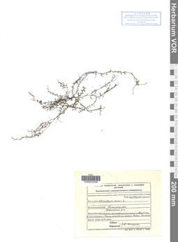 VOR 0042306