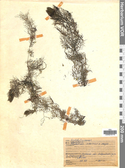 VOR 0019179