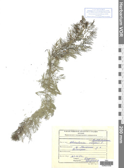 VOR 0019180