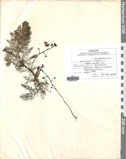VOR 0019181