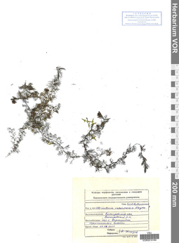 VOR 0019184