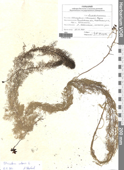 VOR 0019185