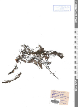 VOR 0019186