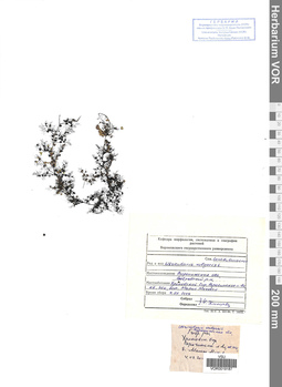 VOR 0019187
