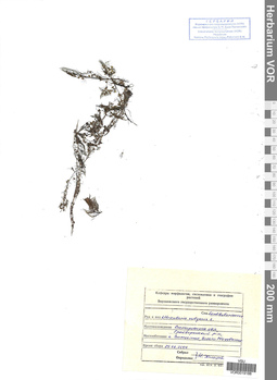 VOR 0019188