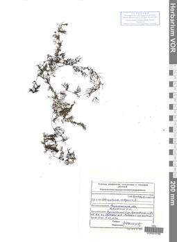 VOR 0019189