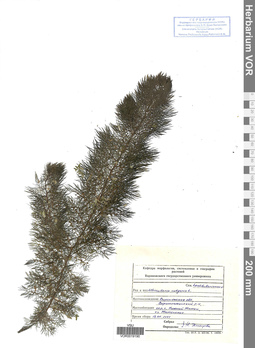 VOR 0019190